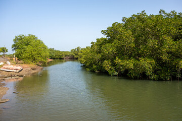 Fototapeta na wymiar small stream and mud flats with Black Mangrove lining the banks in the background in West Africa