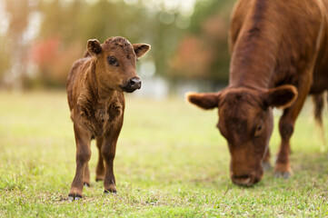 Small calf and cow are grazing in meadow. Evening grazing. Brown cows. Pets. Green grass. On farm....