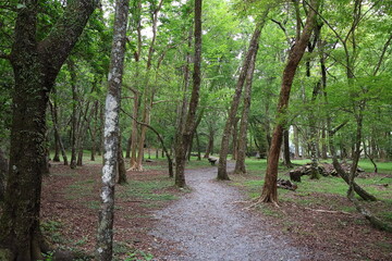 April 29, 2023: Nantou Aowanda National Forest Recreation Area