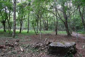 April 29, 2023: Nantou Aowanda National Forest Recreation Area