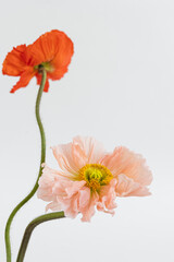 Elegant peach pink and red poppy flowers bouquet on white background. Aesthetic floral simplicity composition. Close up view flower