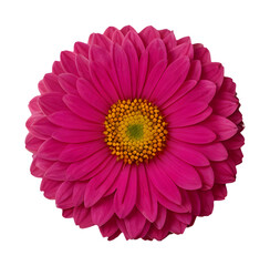 pink flower isolated on transparent background, extracted, png file