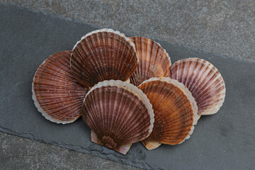 Selection of scallop on grey stone background
