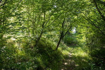 Fototapeta na wymiar shaded path through the woods with shadows and sunlight