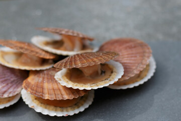 Open scallops in shells on grey stone background