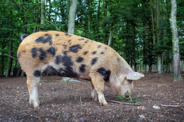 pig lives in dutch forest for organic pork in restaurants