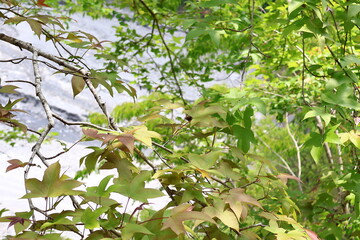 April 29, 2023: Nantou Aowanda National Forest Recreation Area