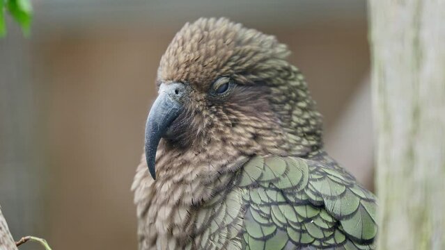 Kea, Nestor notabilis is a parrot from New Zealand