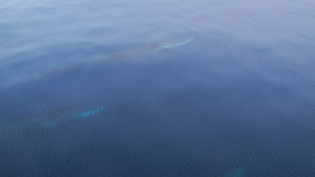 Amazing 4k drone view as three Fin Whales surface in calm ocean waters near Dana Point California