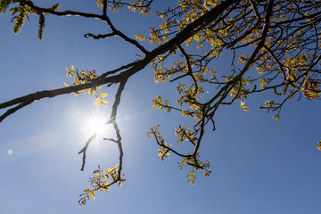 the first foliage on a walnut blooming with long flowers