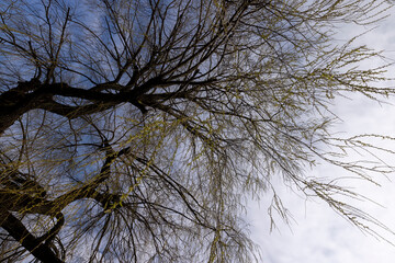 willow trees without foliage in the spring season