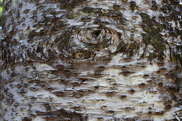 June 5, 2023: Kenting National Forest Recreation Area