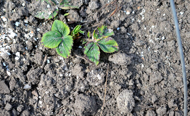 strawberry bush after winter, close-up