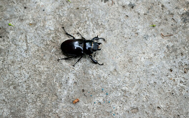 a small horned beetle crawls on the ground