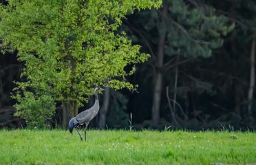 Tereny zielone i ptak żuraw stojący na trawie