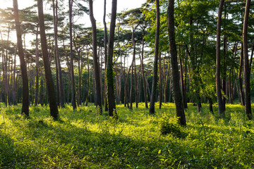 光の差し込む森林　Forest with light shining through