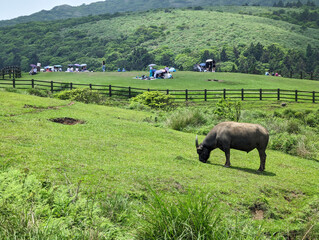 cows grazing in a grassland with people picnic in the background