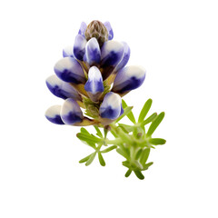 Fototapeta na wymiar close up of Bluebonnet flower isolated on transparent background , Generative Ai