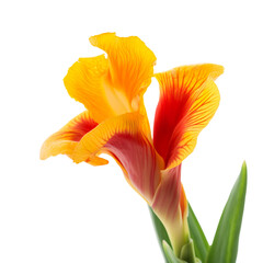 Fototapeta na wymiar close up of Canna flower isolated on transparent background , Generative Ai