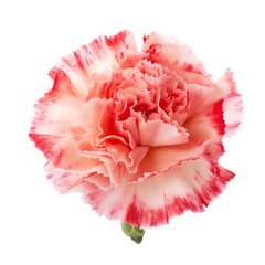 front view of Carnation flower isolated on a white transparent background 