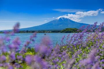 Fuji Mountain and Lavender Field at Kawaguchiko Lake, Japan
