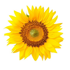 Obraz premium front view of Sunflower flower isolated on a white transparent background