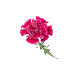 front view of Sweet William flower isolated on a white transparent background