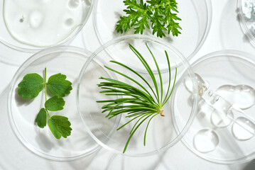 Petri dishes with plants and gel swatches