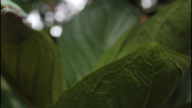 Australian white tree frog on green leaves, dumpy frog hanging on green leaves