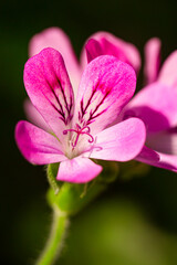 Closeup Macro Shot of Pelargonium or Garden Geranium Flowers of Capitcium Or Pink Sort.