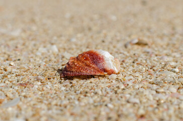 seashell on the sand, sunny day
