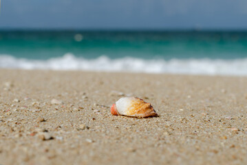 seashell on the sand against the backdrop of the sea on a sunny day