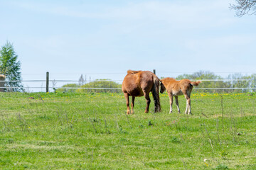 Fototapeta na wymiar Horses grazing in the meadow, Poland.