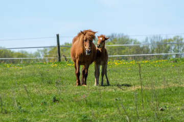 Horses grazing in the meadow, Poland.