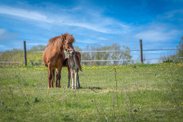 Horses grazing in the meadow, Poland.