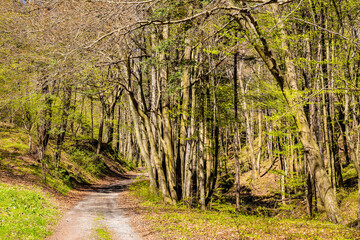 Saspowska Valley nature park and reserve along Saspowka creek in spring season within Jura Krakowsko-Czestochowska Jurassic upland near Cracow in Lesser Poland