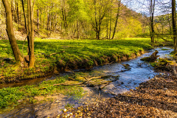 Saspowka creek in Saspowska Valley nature park and reserve in spring season within Jura Krakowsko-Czestochowska Jurassic upland near Cracow in Lesser Poland