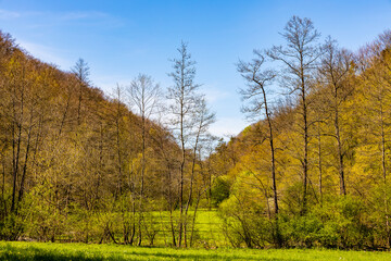 Saspowska Valley nature park and reserve along Saspowka creek in spring season within Jura Krakowsko-Czestochowska Jurassic upland near Cracow in Lesser Poland