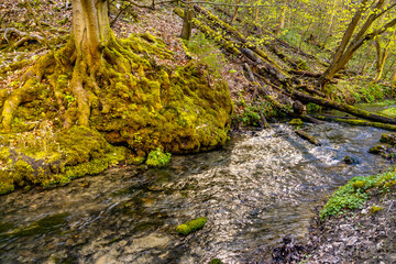 Saspowka creek in Saspowska Valley nature park and reserve in spring season within Jura Krakowsko-Czestochowska Jurassic upland near Cracow in Lesser Poland