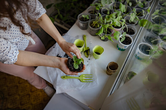 Woman gardening small plants at home