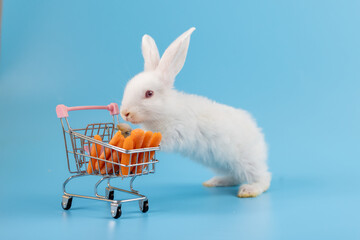 Lovely bunny easter fluffy baby white rabbit love to eat carrot holding shopping cart full of green...