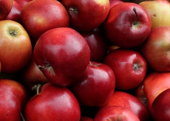 lot of nice red apples