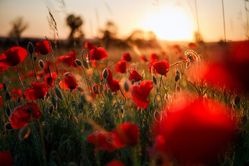 Beautiful meadow with the poppy flowers at sunset, Poland.