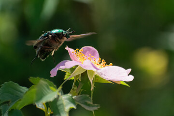 green beetle and pink flower