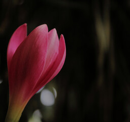 Pink Rain Lily