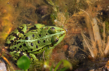 Common edible frog sitting in pond