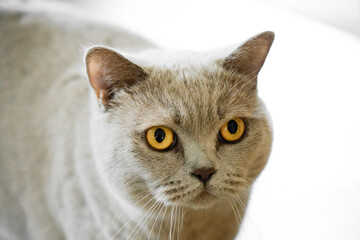 Portrait of a cat with gray fur and yellow eyes. Like British Shorthair. Animal close-up.
