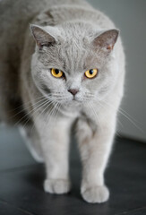 Portrait of a cat with gray fur and yellow eyes. Like British Shorthair. Animal close-up.
