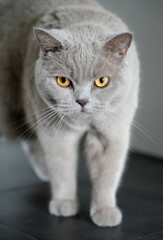 Fototapeta na wymiar Portrait of a cat with gray fur and yellow eyes. Like British Shorthair. Animal close-up. 