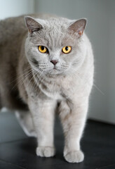 Portrait of a cat with gray fur and yellow eyes. Like British Shorthair. Animal close-up.
